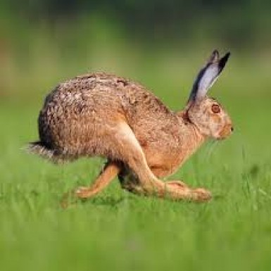 Fast rabbit